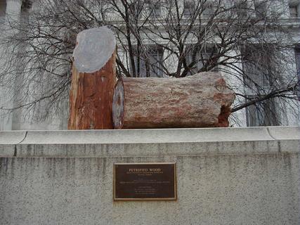 Petrified wood outside Natural History Museum<br>Location: <a href="https://www.google.com/maps/search/?api=1&query=38.89058,-77.02566" target="_new">Smithsonian National Museum of Natural History</a>